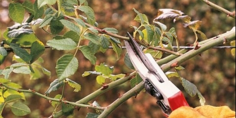 Kako orezati ruže nakon cvjetanja ljeti da ponovo procvjetaju